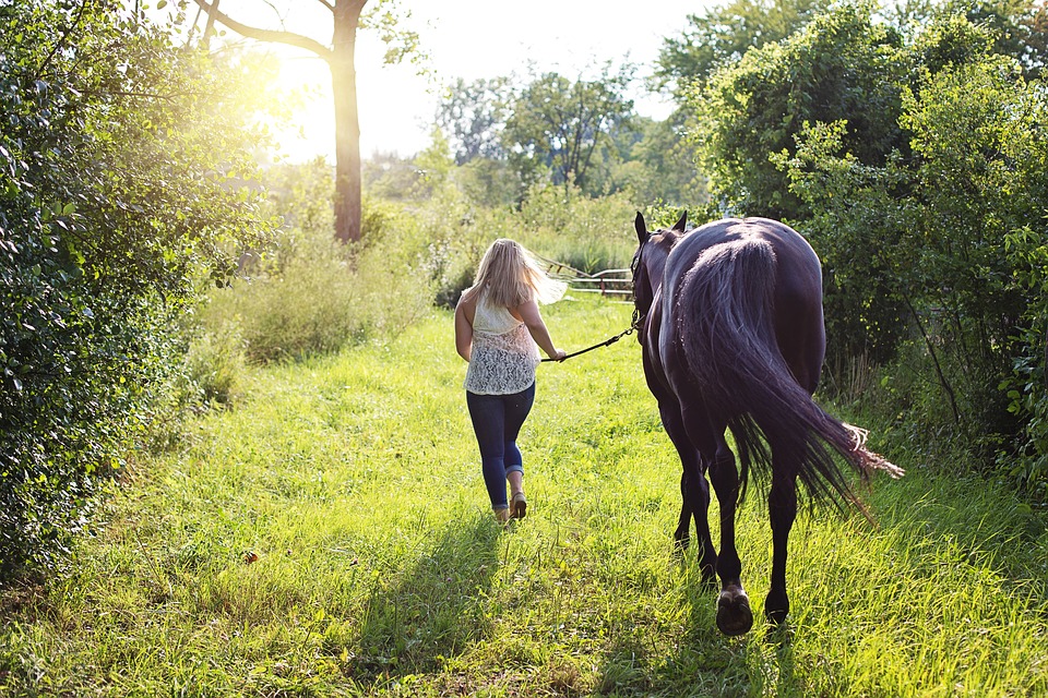 korting op paardengedragstherapie