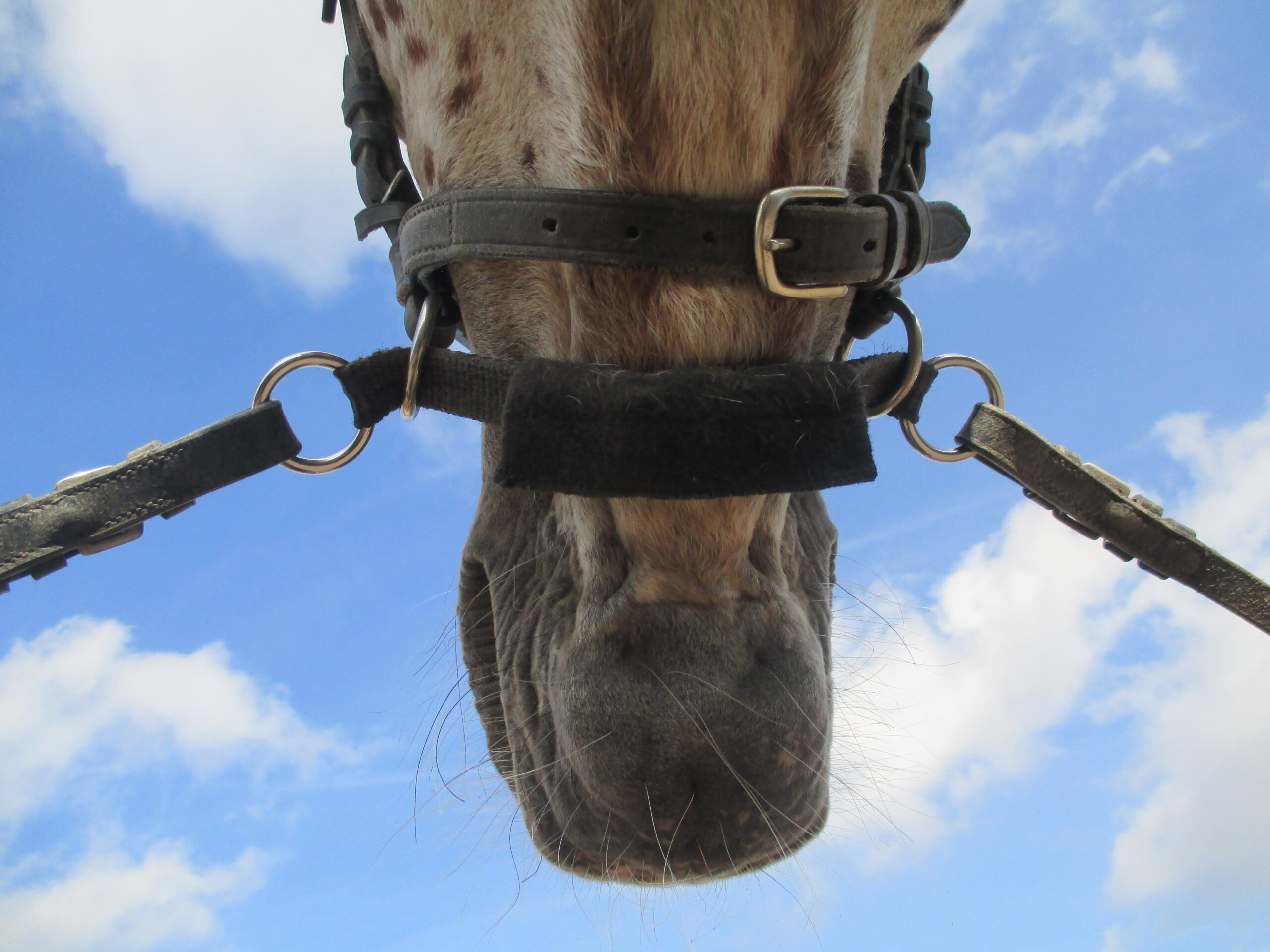 Zonnig Kietelen brandwonden LightRider Euro neusriem | bitloos - Gelukkig Paard