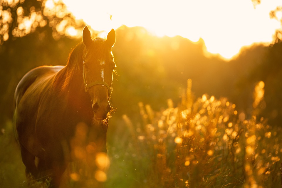 Hulp bij paardengedragsproblemen