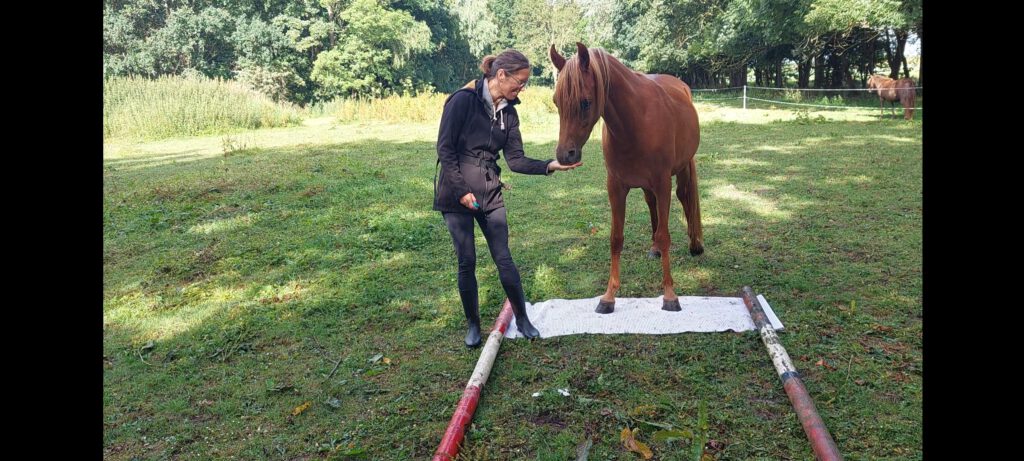 Paarden trainen met positieve bekrachtiging