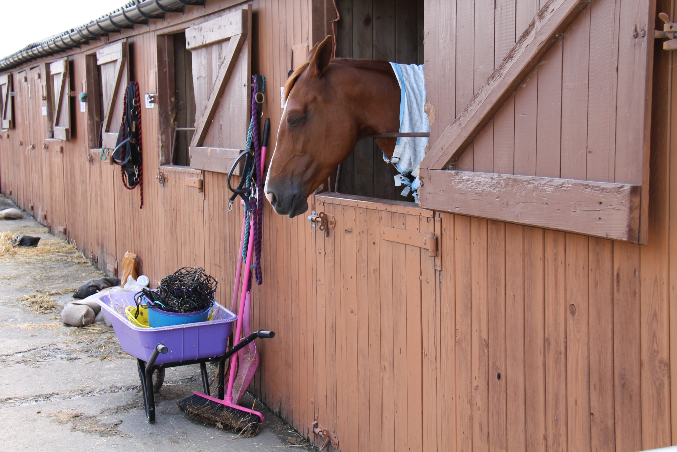 learned helplessness bij paarden