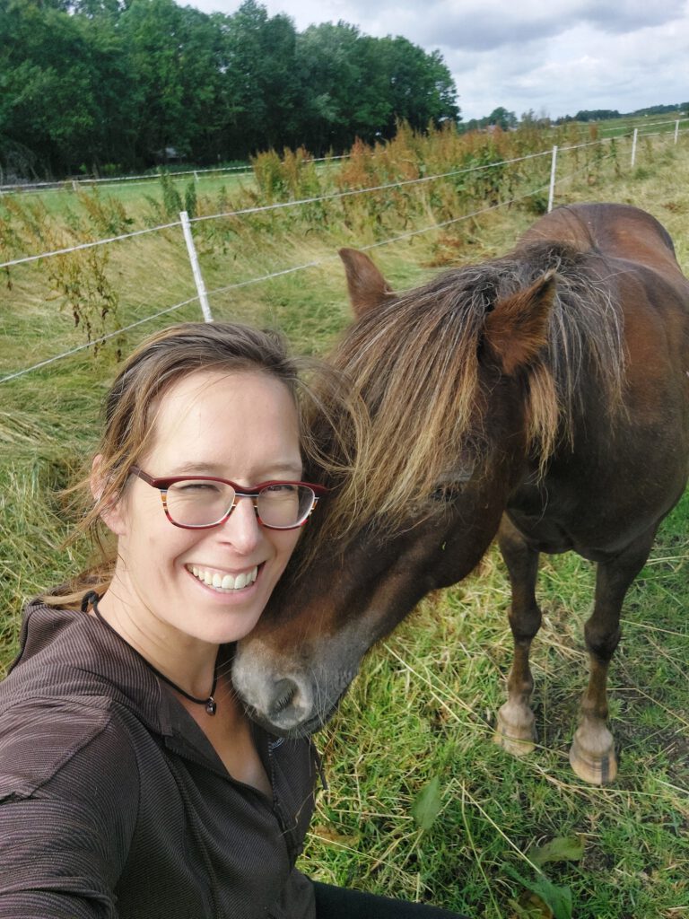 Getraumatiseerde paarden trainen met positieve bekrachtiging