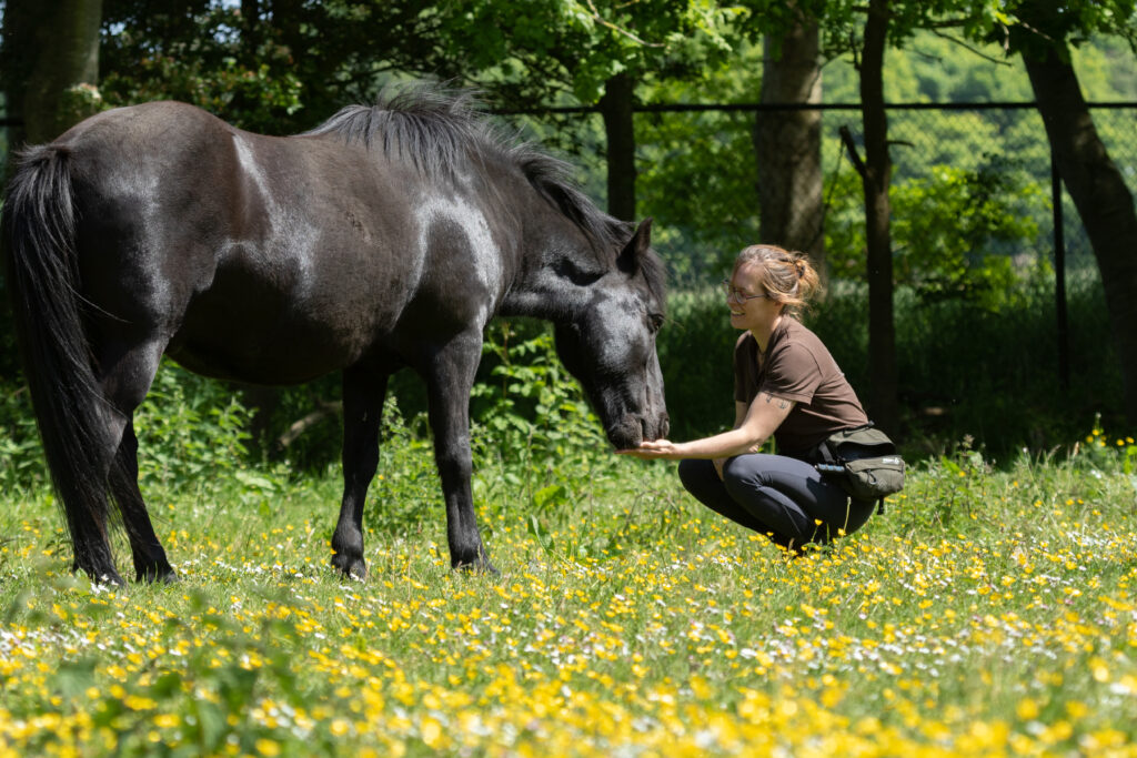 Connectie tussen jou en jouw paard 