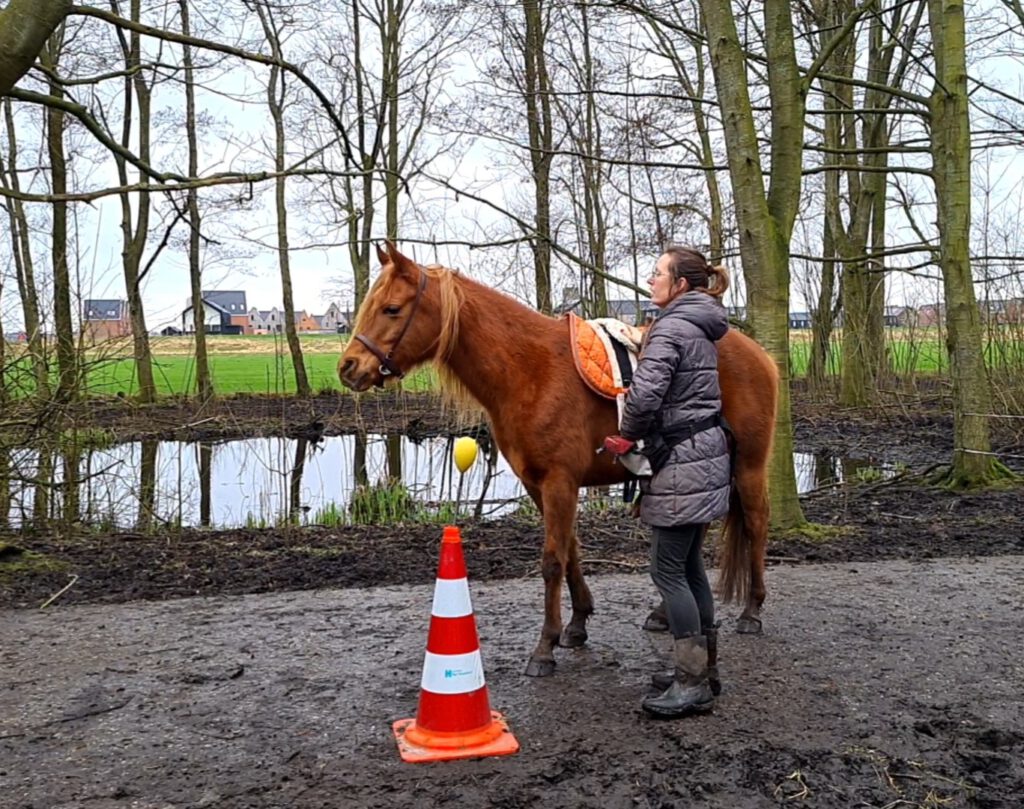 Paarden beleren met positieve bekrachtiging